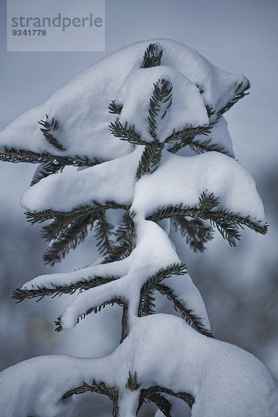 Zweig einer Fichte mit Schnee  Tirol  Österreich  Europa