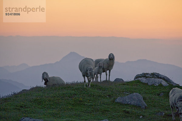 Schafe auf der Marienbergalm  Mieminger Plateau  Tirol  Österreich  Europa