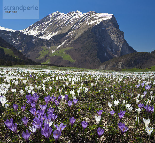 Kanisfluh und Blumenwiese mit Krokus  Bregenzer Wald  Vorarlberg  Tirol  Österreich  Europa