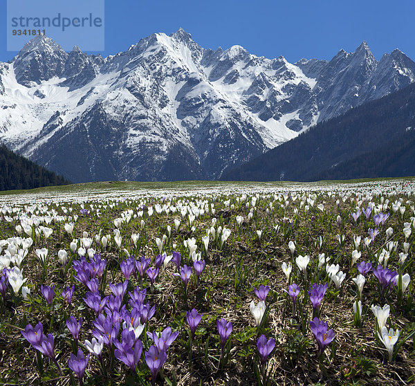 Kaunergrat und Blumenwiese mit Krokus  Ötztaler Alpen  Tirol  Österreich  Europa