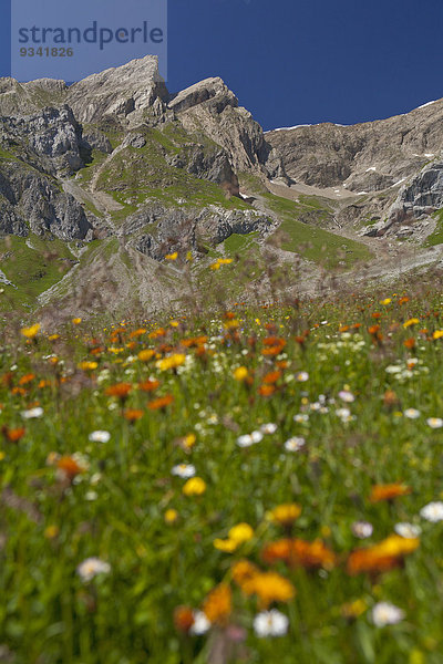 Dawinalm und Lechtaler Alpen  Tirol  Österreich  Europa