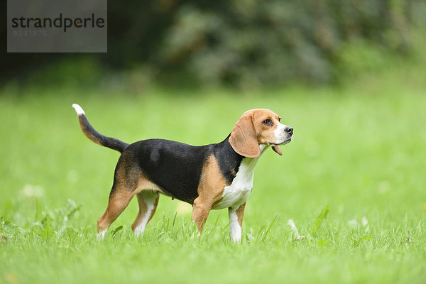 Beagle im Garten  Oberpfalz  Bayern  Deutschland  Europa