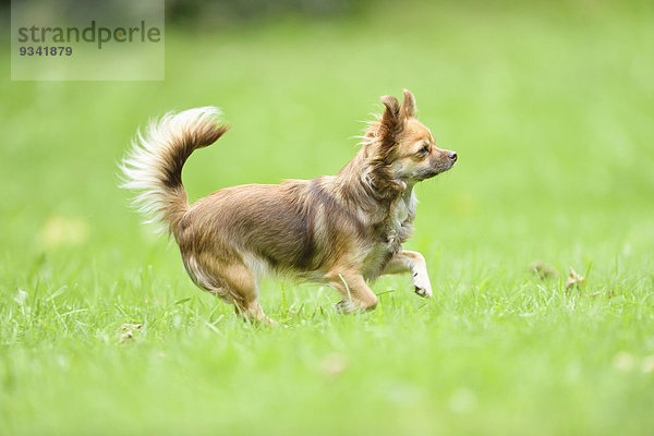 Chihuahua auf einer Wiese  Oberpfalz  Bayern  Deutschland  Europa