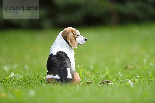 Beagle im Garten  Oberpfalz  Bayern  Deutschland  Europa