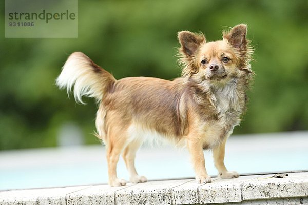 Chihuahua im Garten  Oberpfalz  Bayern  Deutschland  Europa