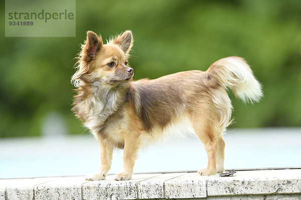 Chihuahua im Garten  Oberpfalz  Bayern  Deutschland  Europa