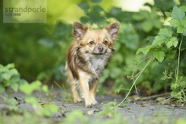 Chihuahua im Garten  Oberpfalz  Bayern  Deutschland  Europa