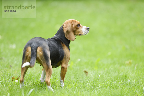 Beagle auf Wiese  Oberpfalz  Bayern  Deutschland  Europa