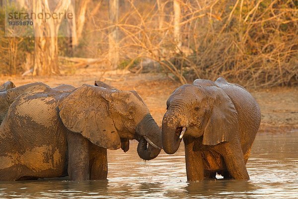 Afrikanische Elefanten (loxodonta africana) beim Baden im Wasserloch  Mana Pools Nationalpark  Simbabwe