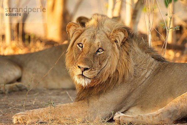 Porträt des neugierigen männlichen Löwen (panthera leo)  Mana Pools Nationalpark  Simbabwe