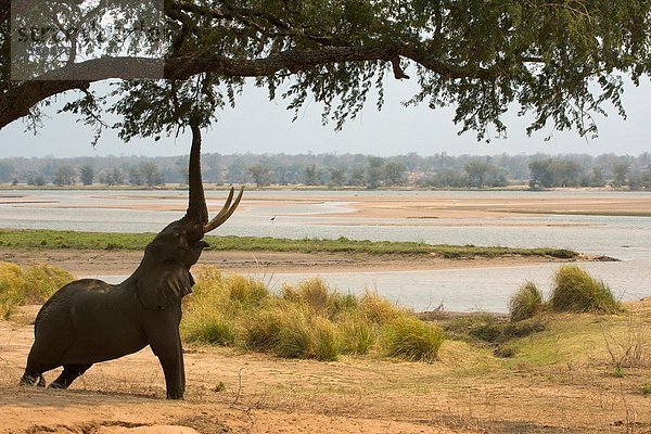 Afrikanischer Elefant (loxodonta africana) bis zum Baum  Mana Pools Nationalpark  Simbabwe