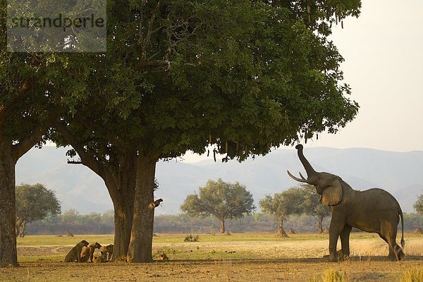 Stier afrikanischer Elefant (Loxodonta africana)  der sich von den Blättern des Wurstbaums ernährt und den Stolz der Löwen hinter dem Baum getrieben hat  Mana Pools Nationalpark  Zimbabwe