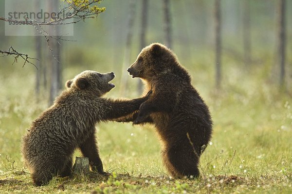 Zwei Braunbärenkinder spielen Kampf (Ursus arctos) im Taiga-Wald  Finnland