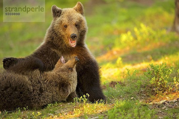 Zwei Braunbärenkinder spielen Kampf (Ursus arctos) im Taiga-Wald  Finnland