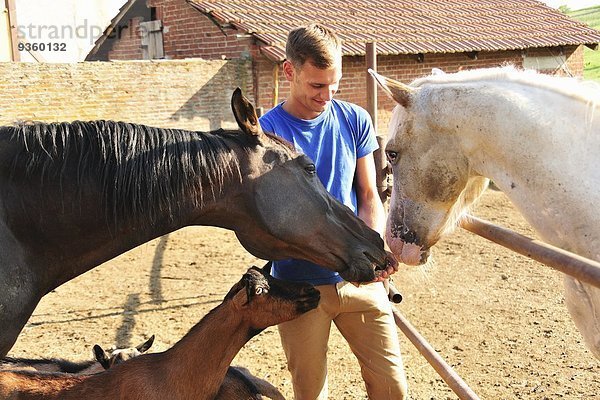 Junger Mann füttert kleine Gruppe von Pferden und Ziegen im Paddock