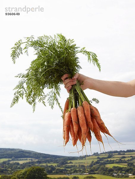 Hand hochhaltende Karottenbüschel