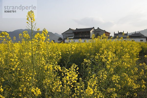 Feld der blühenden Rapspflanzen und Bauernhaus  Luoping  Yunnan  China