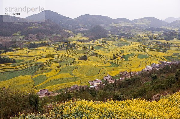 Blick auf Dorf- und Feldterrassen von blühenden Ölrapspflanzen im Tal  Luoping Yunnan  China