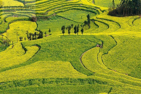 Blick auf Feldterrassen mit blühenden Ölrapspflanzen  Luoping  Yunnan  China