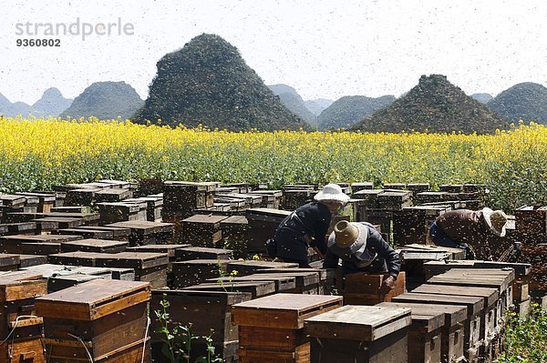 Bienenschwärme und drei Imker  die neben Feldern mit gelb blühenden Rapspflanzen arbeiten  Luoping Yunnan  China