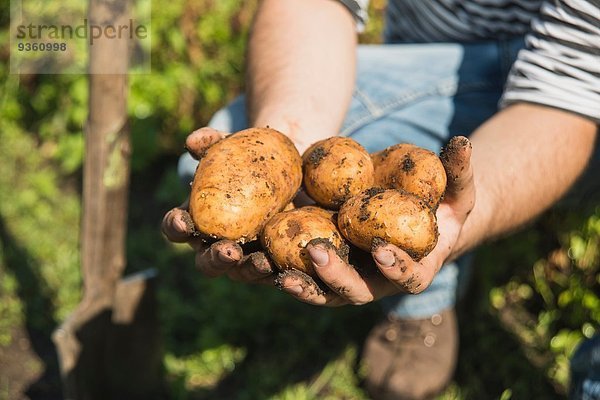 Gärtner mit frisch gegrabenen Kartoffeln
