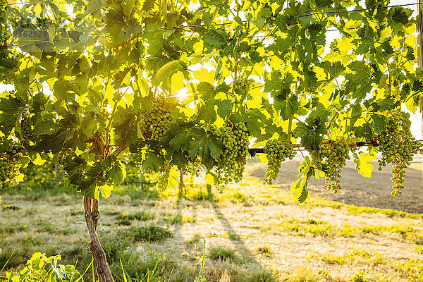 Wachstum Weintraube Kletterpflanze Weinberg