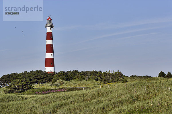 Niederlande  Westfriesische Inseln  Westfriesland  Ameland  Holum  Leuchtturm