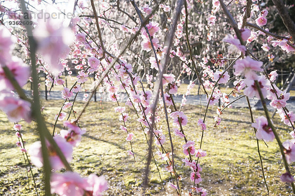 Japan  Kyoto  Zweige eines blühenden Pflaumenbaumes