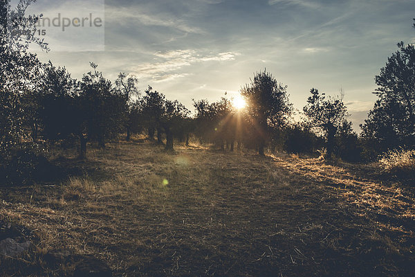 Italien  Toskana  Landschaft bei Sonnenuntergang mit Olivenbäumen