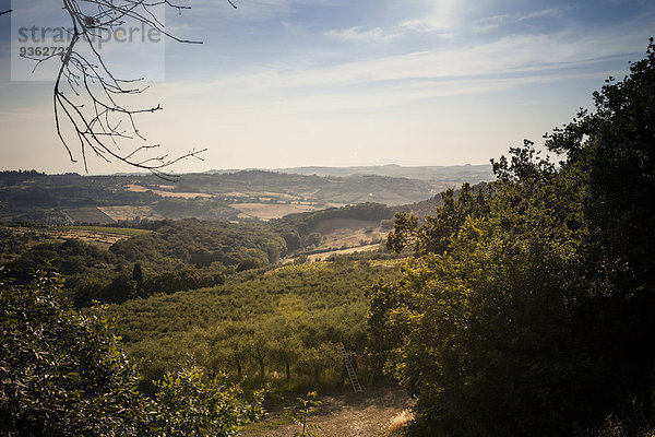 Italien  Toskana  San Casciano im Val di Pesa  hügelige Landschaft mit Olivenbäumen