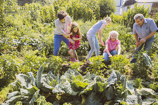 Deutschland  Nordrhein-Westfalen  Bornheim  Familienarbeit im Gemüsegarten