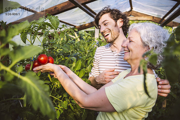 Deutschland  Nordrhein-Westfalen  Bornheim  Mann und Frau bewundern reife Tomaten im Gewächshaus