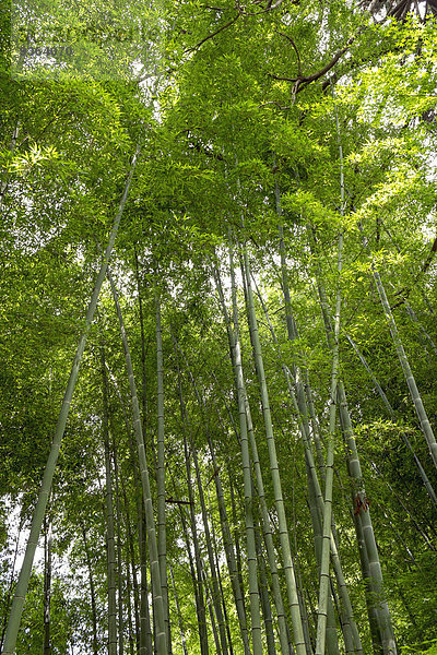 Japan  Kyoto  Bambuswald