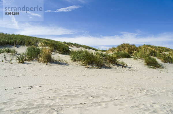 Deutschland  Niedersachsen  Ostfriesische Insel  Juist  Dünenlandschaft