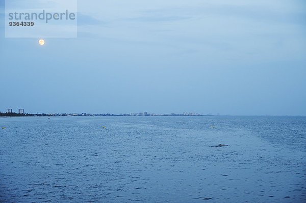 USA  Florida  Fort Myers Beach  Delphine im Meer bei Nacht