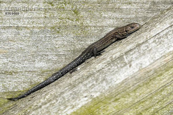 Common lizard  sitting on wood  Zootoca vivipara