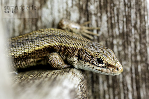 Common lizard  sitting on wood  Zootoca vivipara