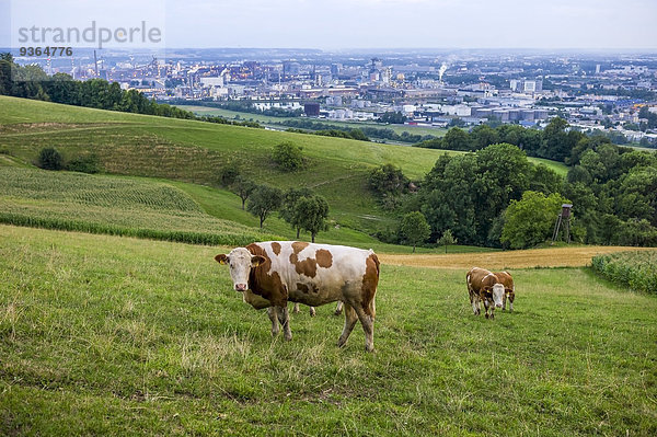 Österreich  Oberösterreich  Linz  Kühe auf der Alm  Industriegebiet im Hintergrund