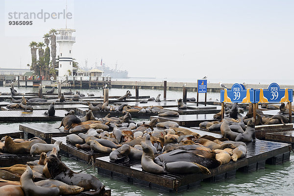 USA  Kalifornien  San Francisco  Seelöwen im Hafen am Pier 39