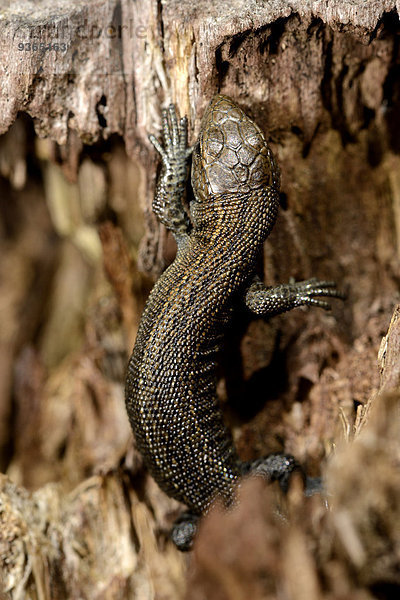 Common lizard  Zootoca vivipara  on wood