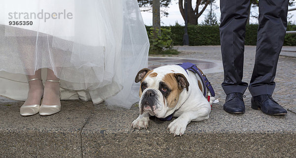 Englische Bulldogge zwischen Brautpaar auf dem Bürgersteig liegend