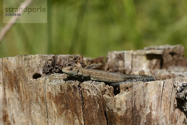 Common lizard  Zootoca vivipara  on dead wood
