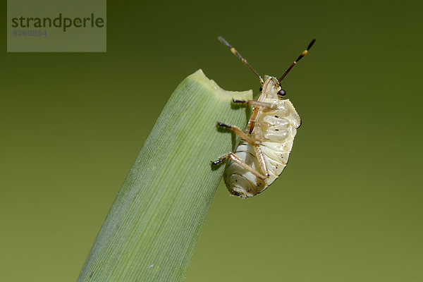 Bronze shieldbug  Troilus luridus  final instar  on blade