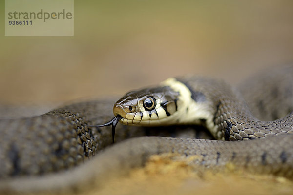 Porträt der Europäischen Ringelnatter  Natrix natrix