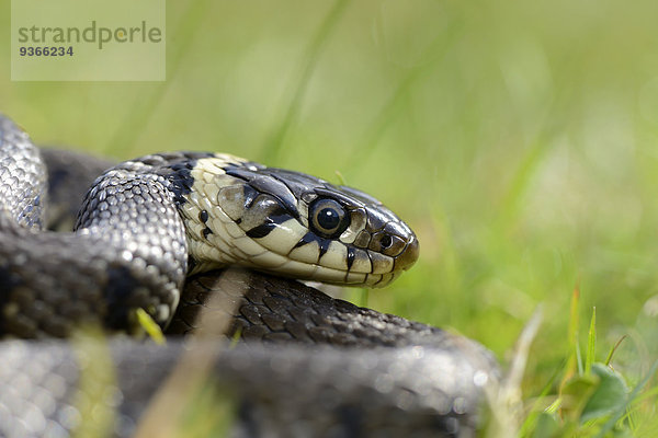 Portrait der Ringelnatter  Natrix natrix