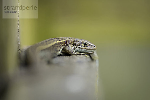 Common lizard  Zootoca vivipara