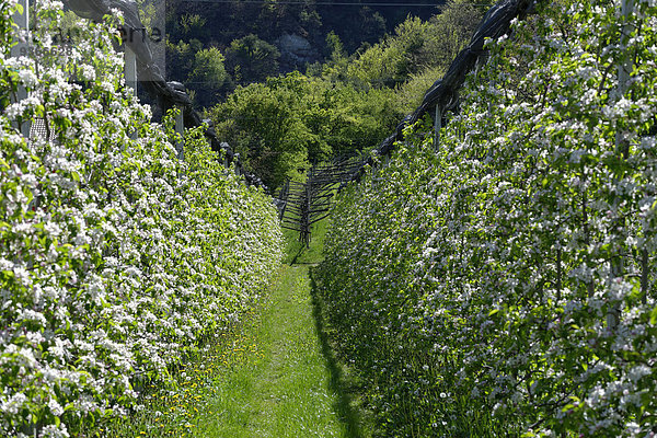 Italien  Südtirol  blühende Apfelbäume bei Altenburg
