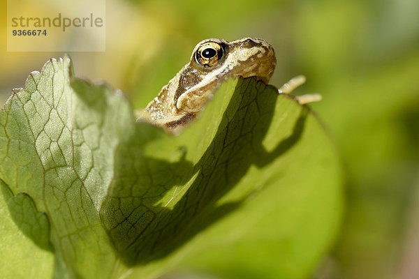 Porträt des gemeinen Frosches  Rana temporaria  auf einem Blatt sitzend