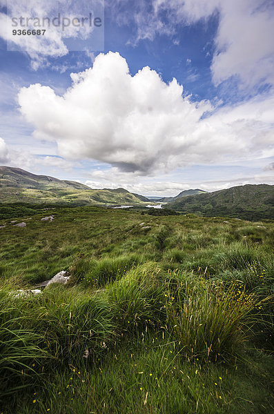 Irland  Ring of Kerry  Oberer See  Derrycunihy Holz