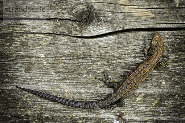 Common lizard  Zootoca vivipara  sitting on wood